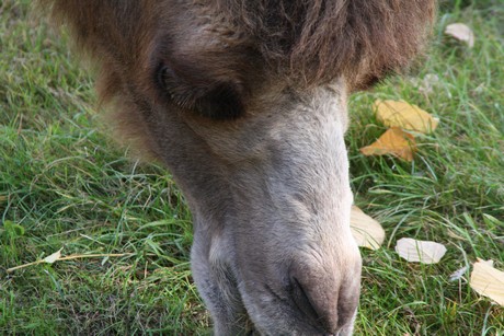 trampeltiere
