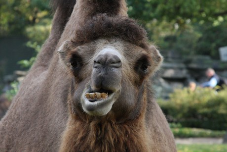 trampeltiere