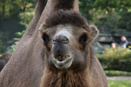 trampeltiere