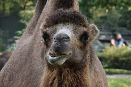 trampeltiere