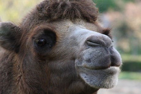 trampeltiere