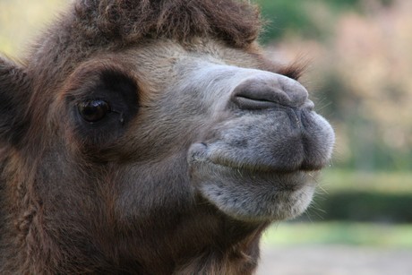 trampeltiere