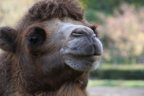 trampeltiere