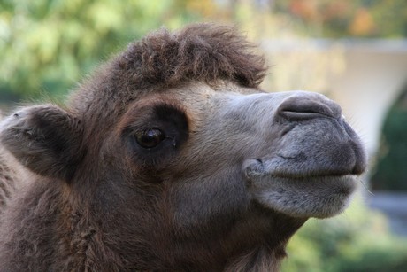trampeltiere