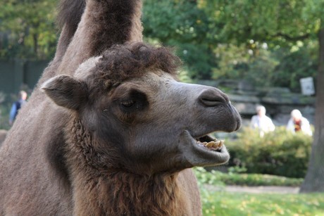 trampeltiere
