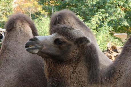 trampeltiere