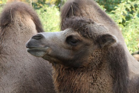 trampeltiere