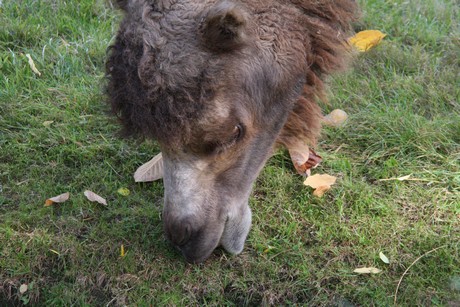 trampeltiere