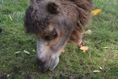 trampeltiere