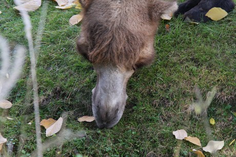 trampeltiere