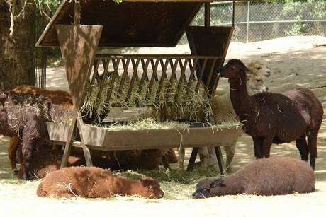 zoo