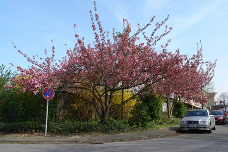 kaster