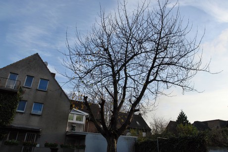 auenheim