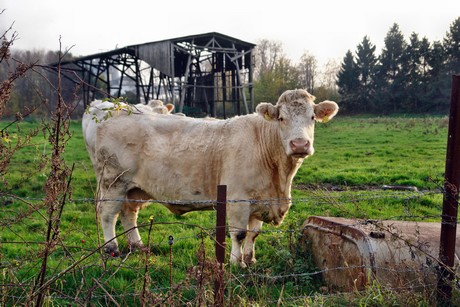auenheim