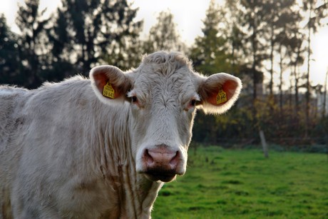 auenheim