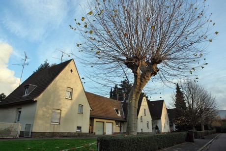 auenheim
