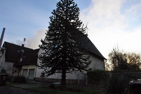 auenheim