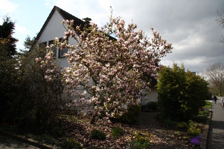 oberaussem