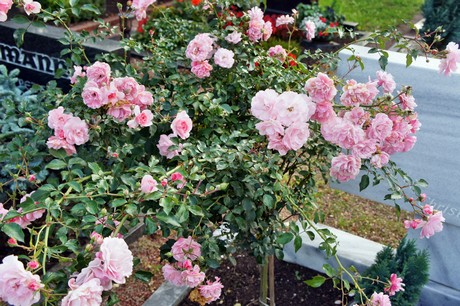 herrig-friedhof