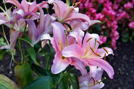 herrig-friedhof