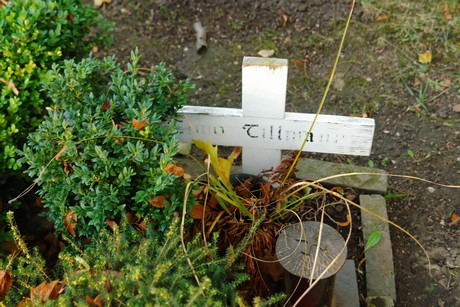 friedhof