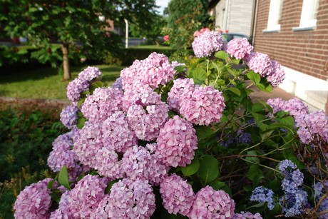 habbelrath