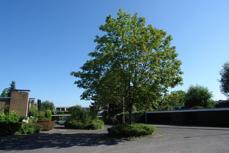koenigsdorf