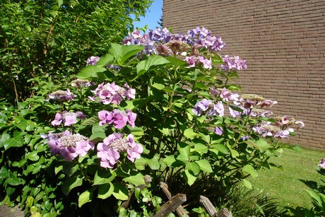 koenigsdorf