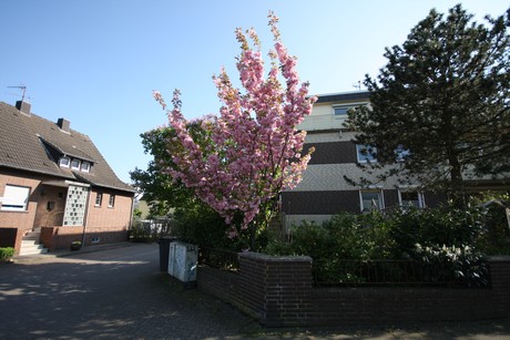 koenigsdorf