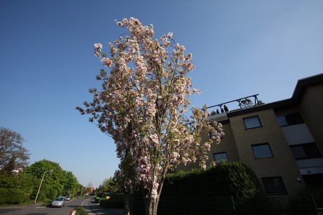 koenigsdorf
