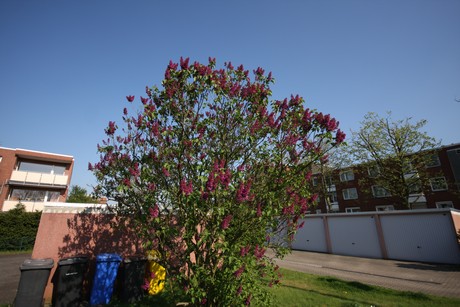 koenigsdorf