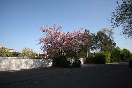 koenigsdorf