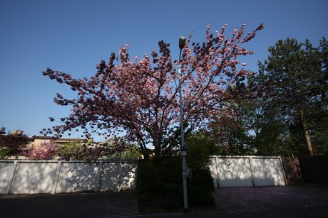 koenigsdorf