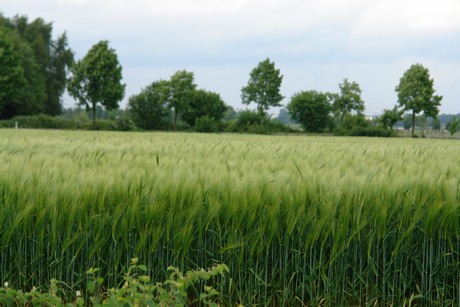 alstaedten