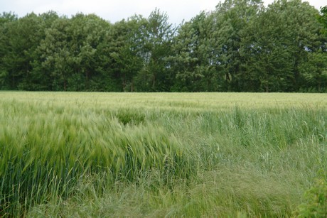 alstaedten