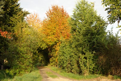sielsdorf