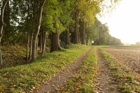 sielsdorf
