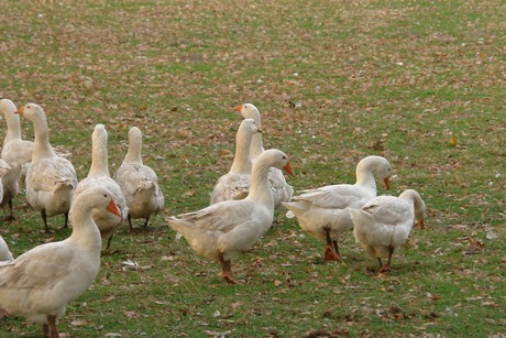 sielsdorf