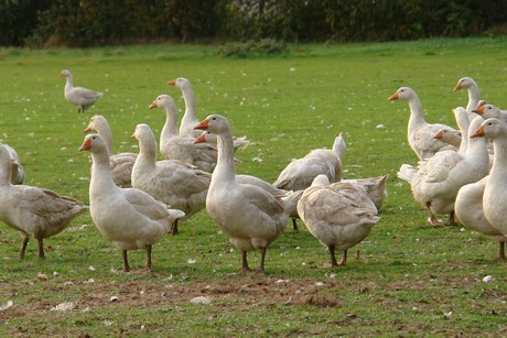 sielsdorf