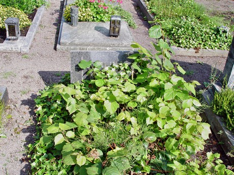 friedhof