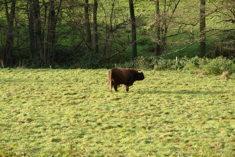 bergisch-neukirchen