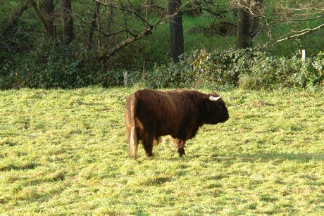 bergisch-neukirchen