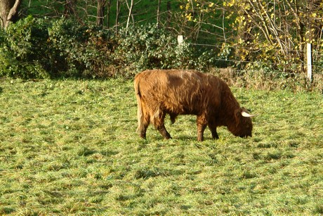 bergisch-neukirchen