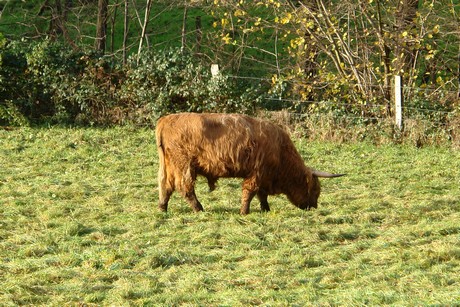 bergisch-neukirchen