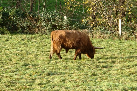 bergisch-neukirchen