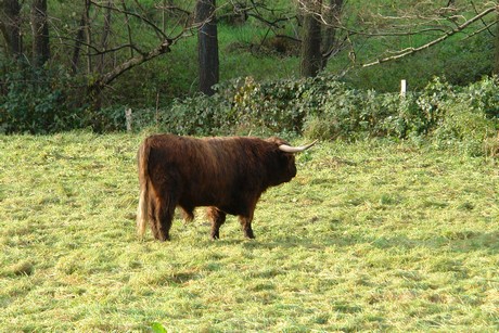 bergisch-neukirchen