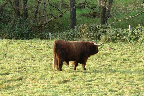 bergisch-neukirchen