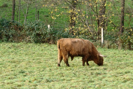 bergisch-neukirchen