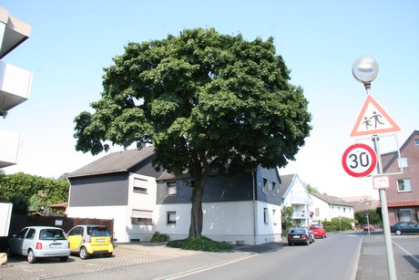 buerrig